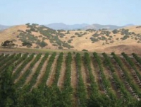 Delicato Family Vineyards